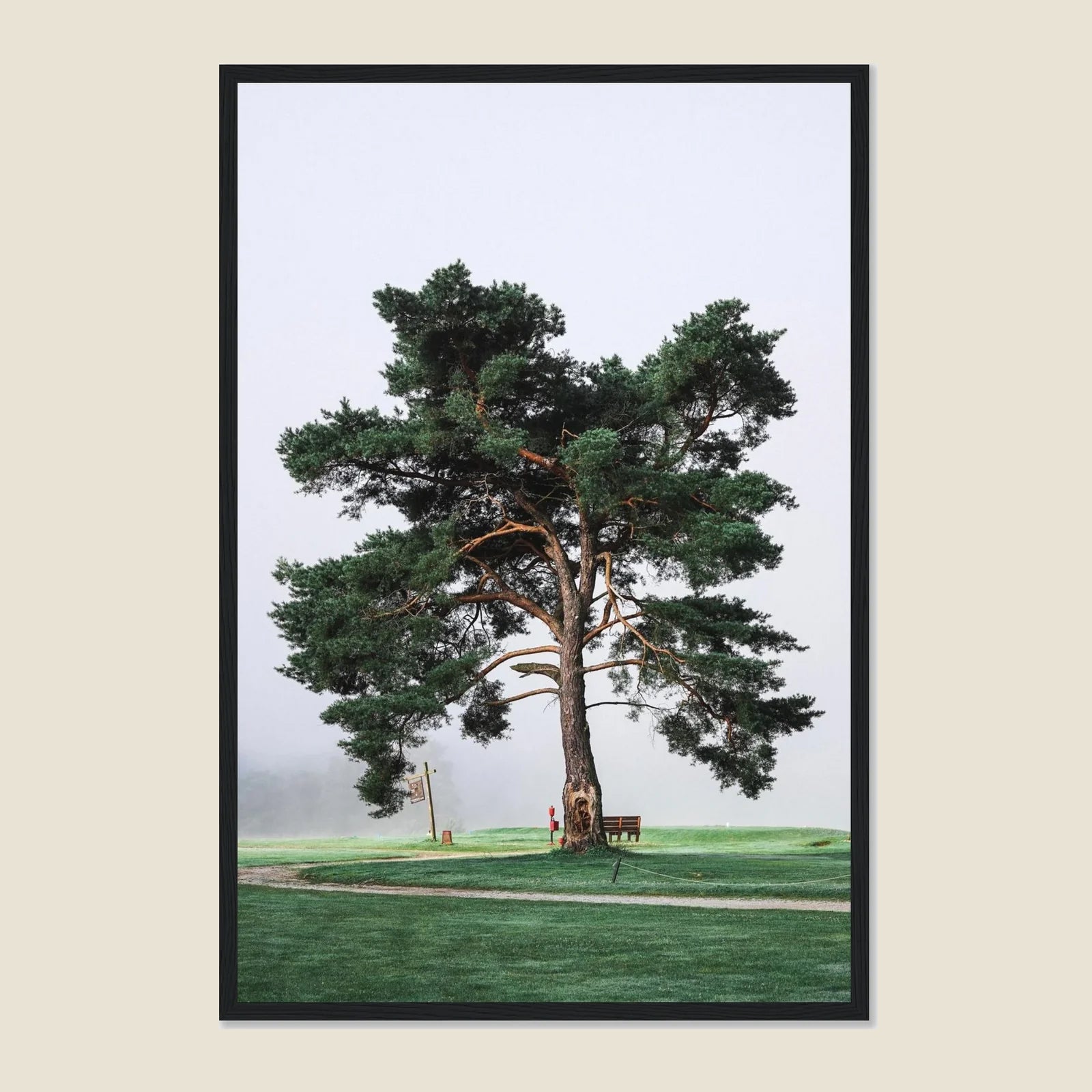 Morning Muni Tree Framed Poster