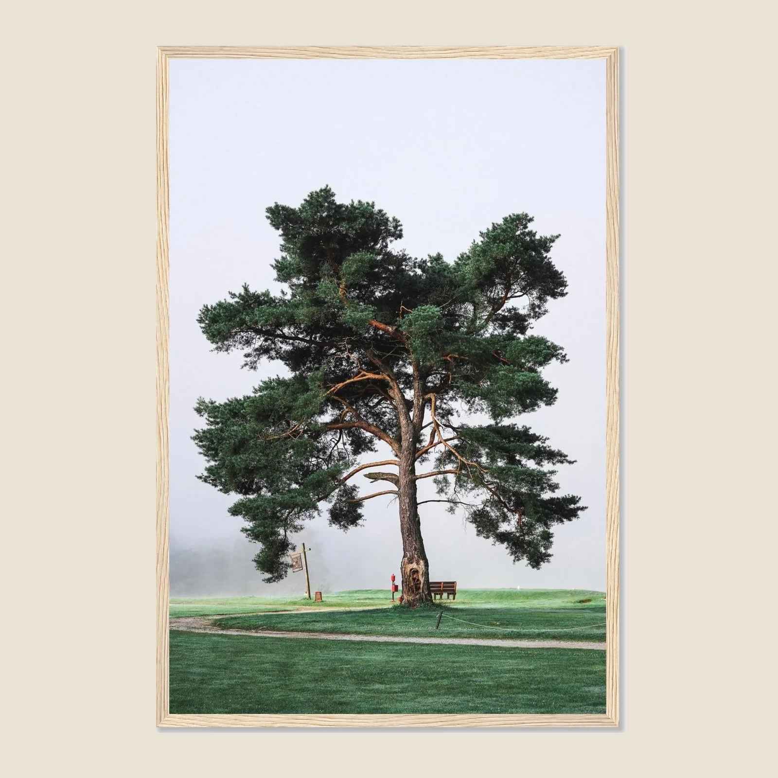 Morning Muni Tree Framed Poster