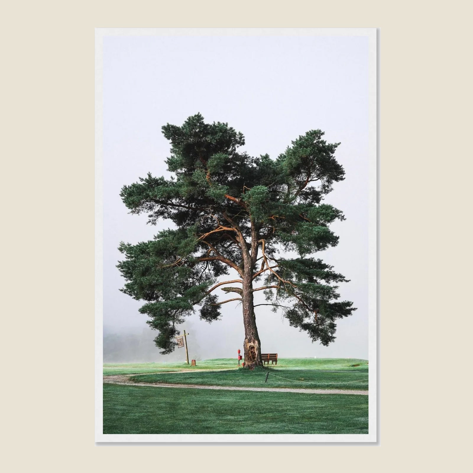 Morning Muni Tree Framed Poster